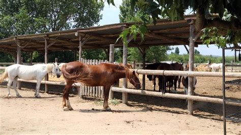 caballo folla.a.chica|Tremenda cogída que le dan a Janeth .